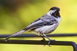 Black-capped Chickadee_27634